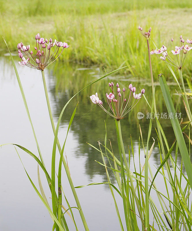 蒲草(Butomus umbellatus)